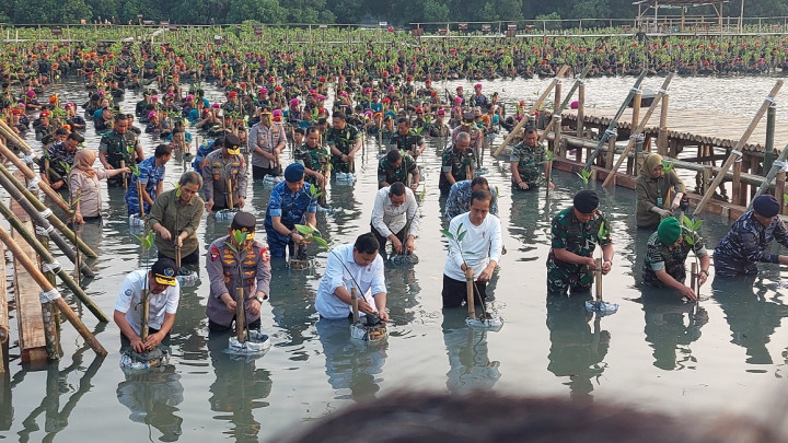 Indonesia Punya Hutan Mangrove Terluas di Dunia, Jokowi: Jangan Sampai Rusak