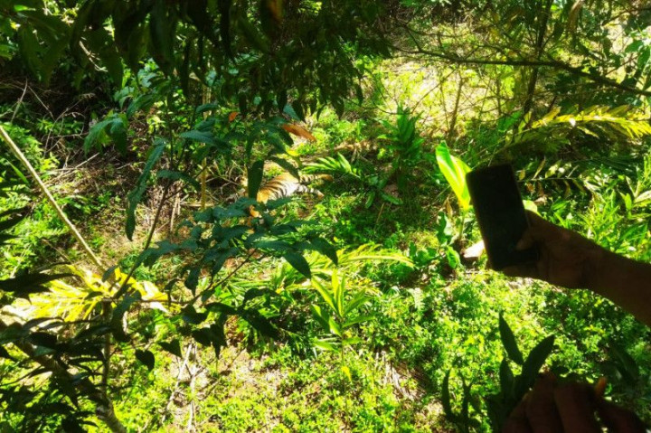 Seekor Harimau Sumatra Kena Jerat Babi di Pasaman