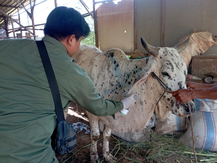 1.518 Ternak di Jepara Terjangkit Penyakit Kulit