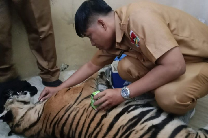 Nyawa Harimau Terkena Jerat Babi di Pasaman Tak Terselamatkan