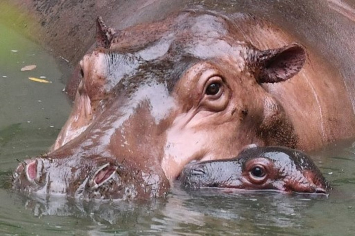 Tragis! Balita Tewas dan 23 Orang Hilang dalam Serangan Kuda Nil di Malawi