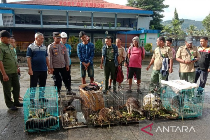 Kuli Bongkar Muat Pelabuhan Jayapura Ditetapkan Tersangka Penyelundupan Kanguru