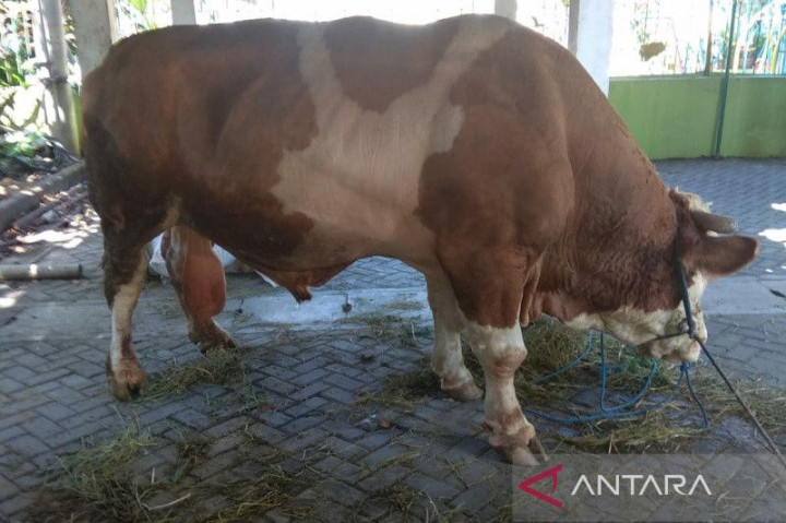 Harga Hewan Kurban di Sulawesi Tenggara Merangkak Naik Jelang Iduladha