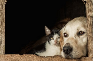 Mana yang Lebih Mahal, Biaya Perawatan Anjing atau Kucing?