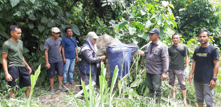 Seekor Anak Gajah Liar di Aceh Jaya Kena Jerat