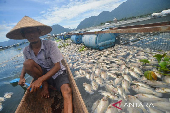 15,2 Ton Ikan di Danau Maninjau Mati, Kerugian Capai Ratusan Juta