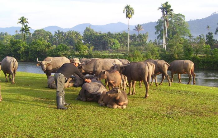 Wabah Penyakit <i>Ngorok</i>, Puluhan Kerbau di Musi Rawas Sumsel Mati Mendadak