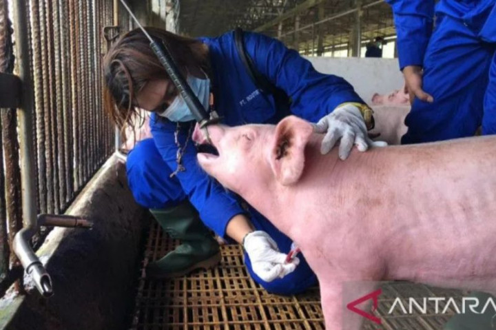 Pemprov Jabar Cek Peternakan di Kuningan Antisipasi Penyebaran Flu Babi Afrika