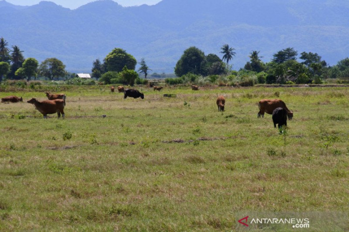 4 Wilayah NTT Siaga Bencana Kekeringan