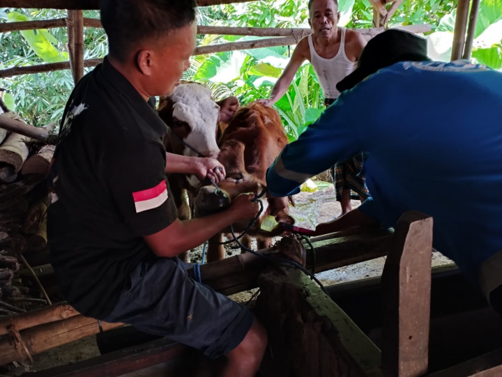 Vaksin LSD di Jepara Tersisa 120 Dosis