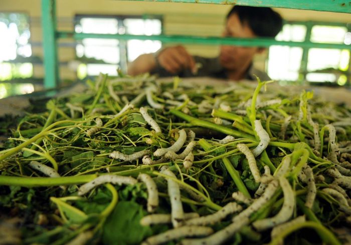 Cuma Butuh Modal Kecil Bisa Jadi Jutawan, Ini Tips Bisnis Budi Daya Ulat Sutra