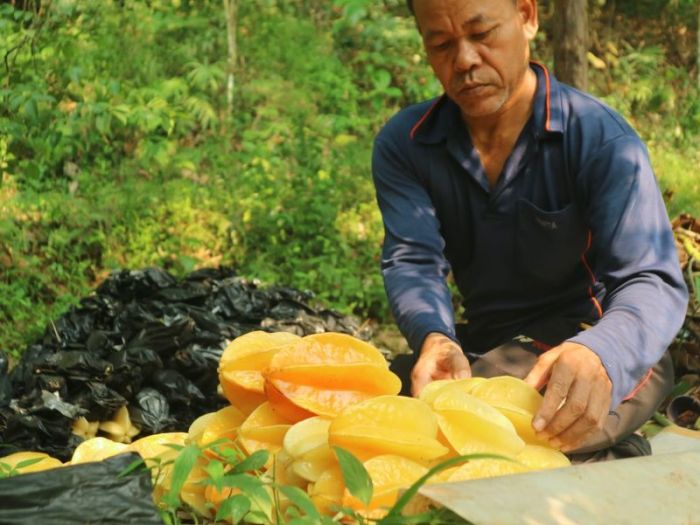 Mengeruk <i>Cuan</i> dari Belimbing, Omzetnya Bisa Sentuh Rp30 Juta!