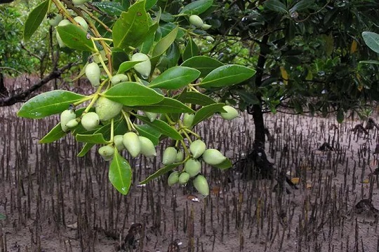 Jaga Ekosistem, Pelestarian Mangrove Dinilai Mendesak