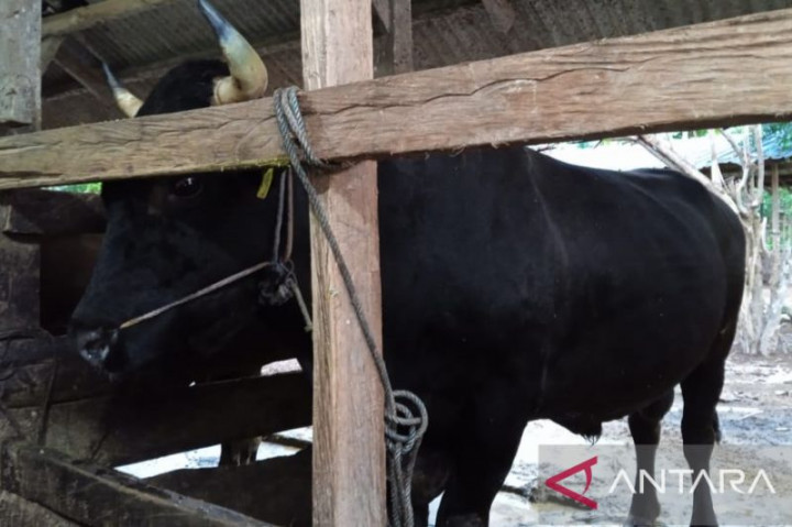 Kota Baubau Dapat Jatah Sapi Kurban Presiden Tahun Ini