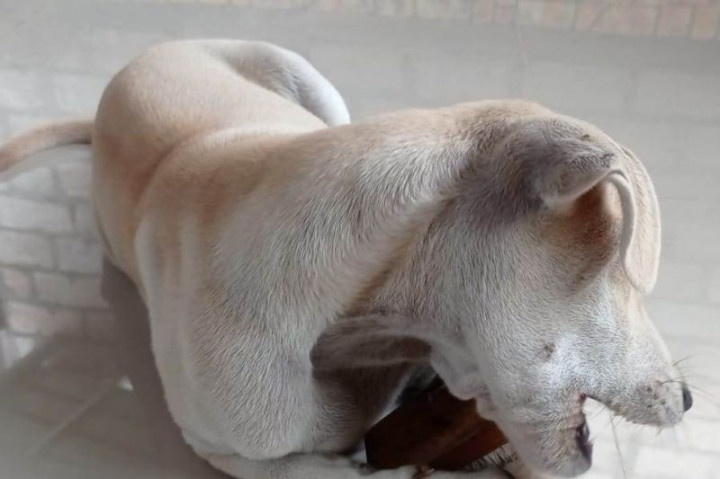 Dinas Kesehatan Manggarai Pastikan Ketersediaan Stok Vaksin Anti Rabies