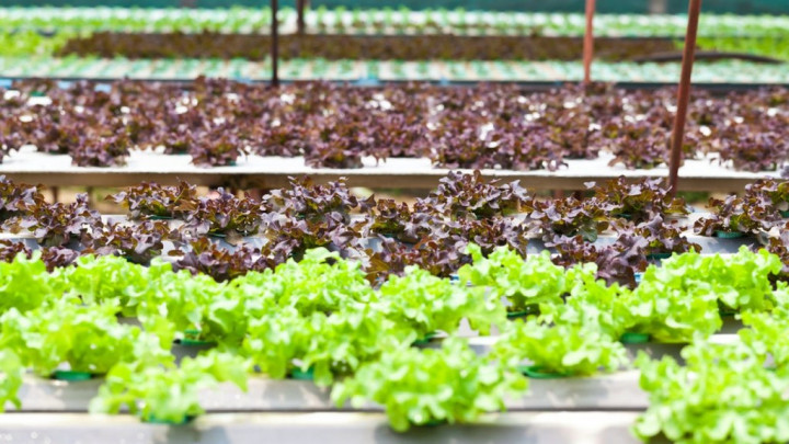 6 Cara Membuat Kebun Sayur Sendiri di Rumah