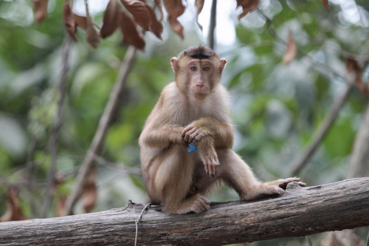 Masyarakat Dilarang Beri Makan Satwa Liar di Sekitar IKN