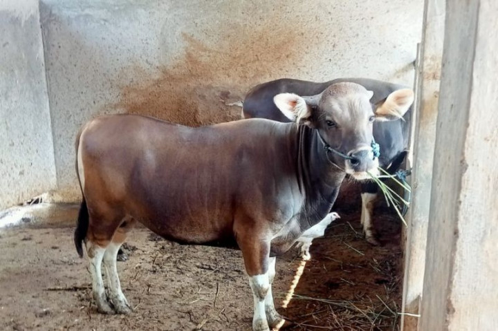 Pemkab Lombok Tengah Bentuk Tim Pengawas Ternak Kurban