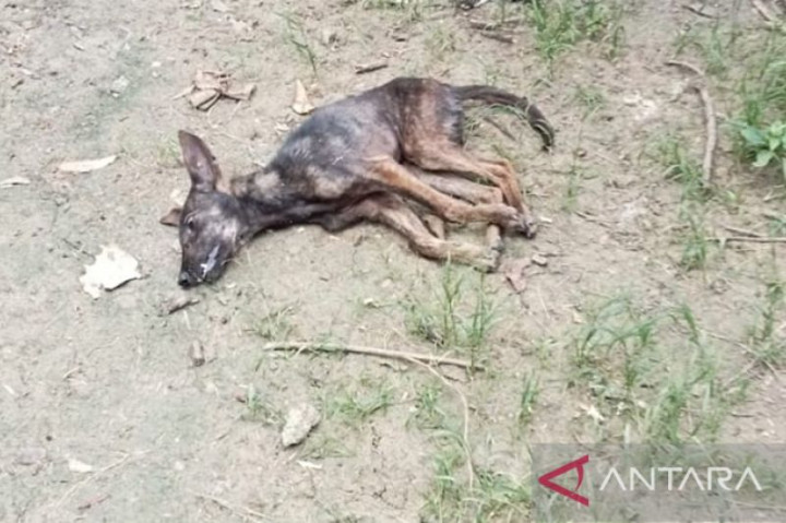 Seorang Warga di Kabupaten Timor Tengah Selatan Meninggal Terkena Gigitan Anjing Rabies