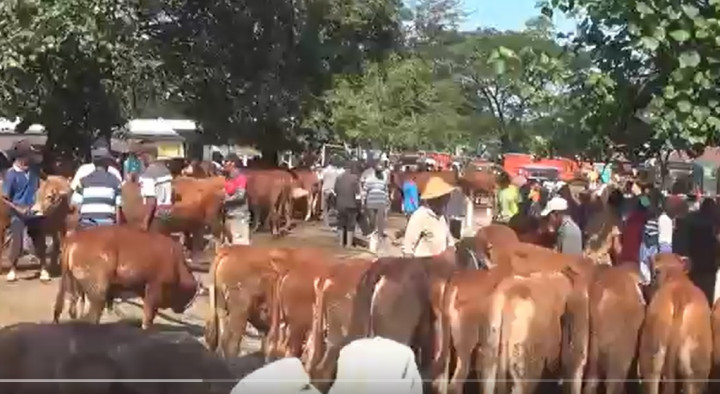 Jelang Iduladha, Harga Sapi di Ngawi Naik Tajam