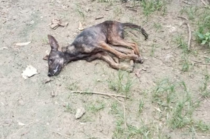 Pemkab Rote Ndao Antisipasi Masuknya Hewan Pembawa Rabies