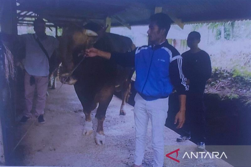 Salah satu sapi unggul yang diseleksi untuk kurban Presiden di Sumbar. ANTARA/Dinas Peternakan Sumbar