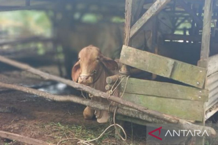 Jelang Iduladha, 43 Sapi di Babel Terjangkit LSD