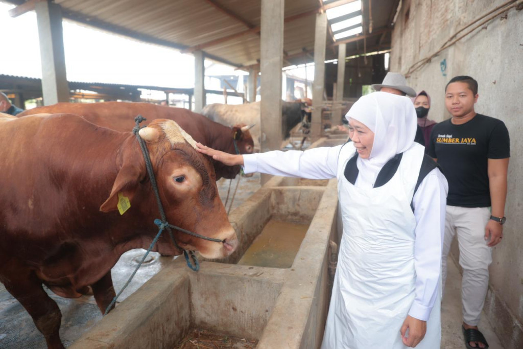 Gubernur Jawa Timur Khofifah Indar Parawansa, saat meninjau hewan kurban di Dusun Pilanggot, Desa Wonokromo, Kec. Tikung, Kab. Lamongan, Selasa, 6 Juni 2023. (Dok: Humas Pemprov Jatim)