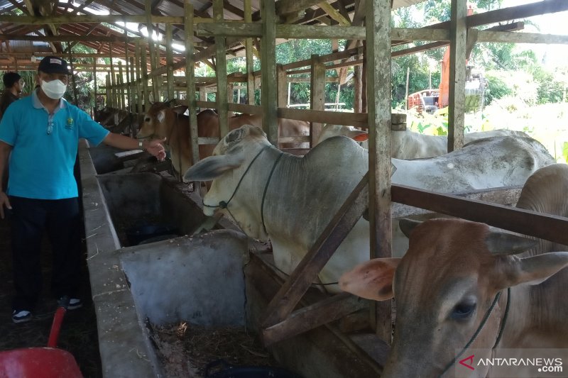 Sapi kurban di peternakan Raudhah Farm Kabupaten Agam. ANTARA/Yusrizal