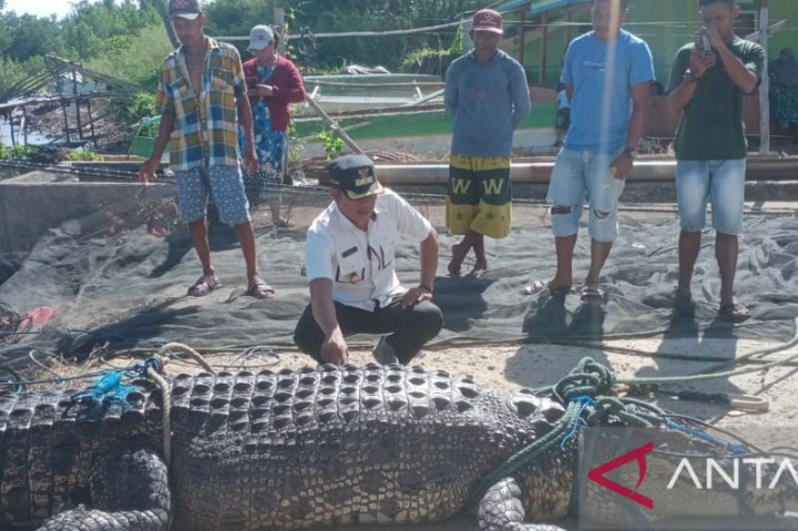 Heboh, Buaya Sepanjang 4,7 Meter Masuk Jaring Nelayan di Gorontalo