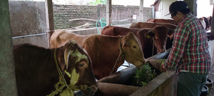 Jelang Iduladha, Peternak di Kota Malang Masih Bergelut dengan Kasus PMK