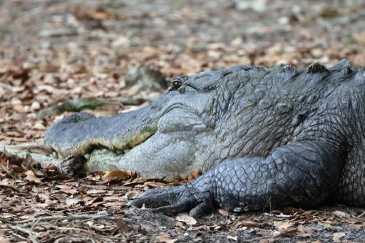 Di Kosta Rika Ada Buaya yang Buat Dirinya Hamil Tanpa Pasangan, Bayinya 99,9% Identik