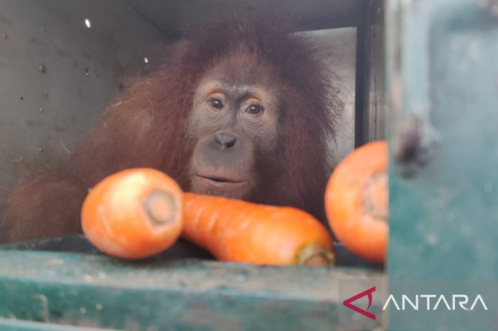 4 Orang Utan Sumatra dari Sibolangit Sumut ke Jantho Aceh