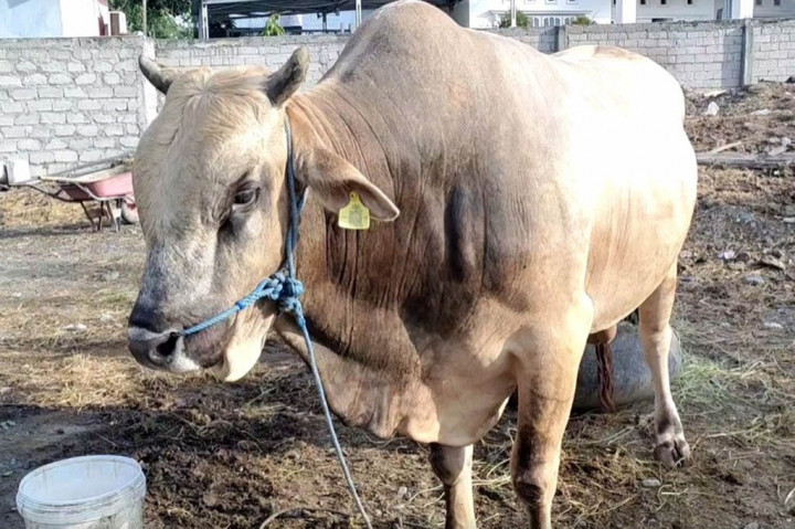 Presiden Jokowi Siapkan Sapi Kurban Berbobot 950 Kg di Sulteng