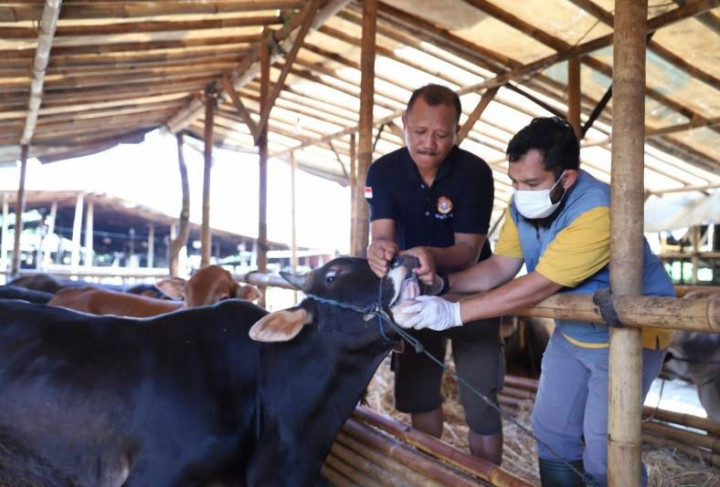 Antisipasi Penyakit LSD, Kota Tangerang Perketat Lalu Lintas Hewan Ternak