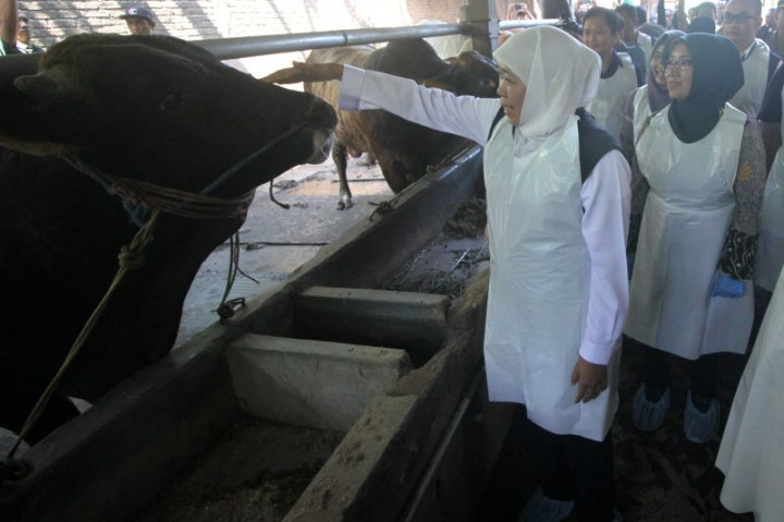 Khofifah Pastikan Hewan Kurban Dapat Vaksin LSD