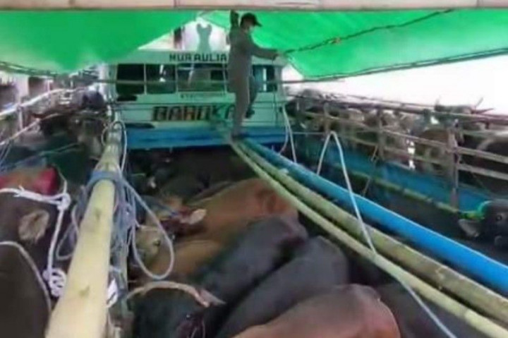 3.138 Sapi Sulbar Penuhi Kebutuhan Iduladha Kalimantan