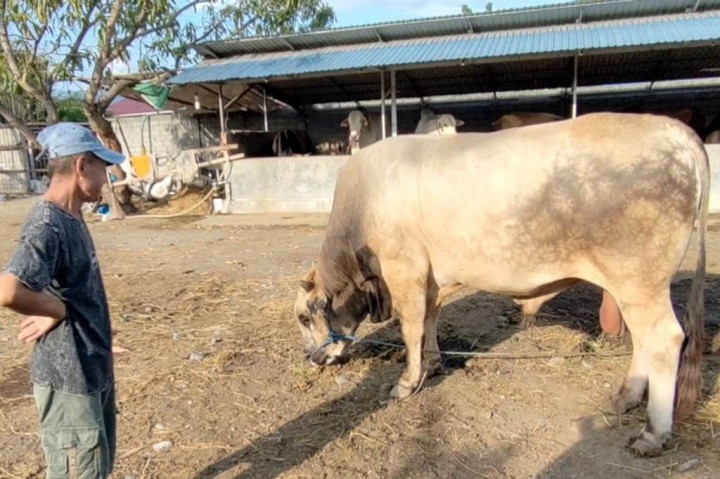 Pastikan Hewan Kurban Sehat, Ternak di Sukoharjo Diberi Obat Cacing