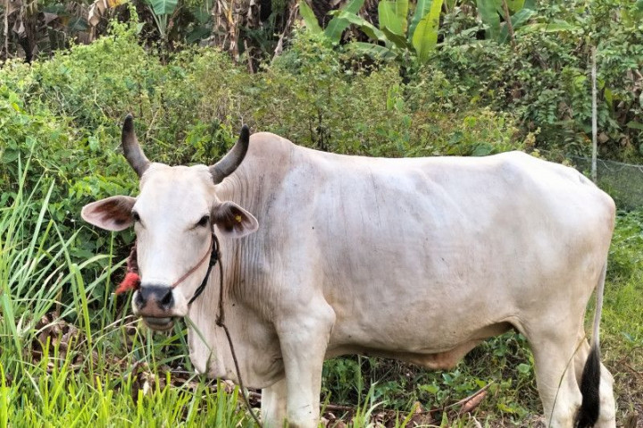 26 Sapi di Pesisir Barat Terjangkit Penyakit LSD