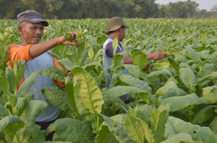 Asosiasi Tembakau Minta DPR Tinjau Ulang RUU Kesehatan