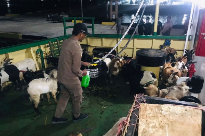 Karantina Pertanian Sultra Tolak 51 Ekor Kambing Tanpa Dokumen Asal NTT