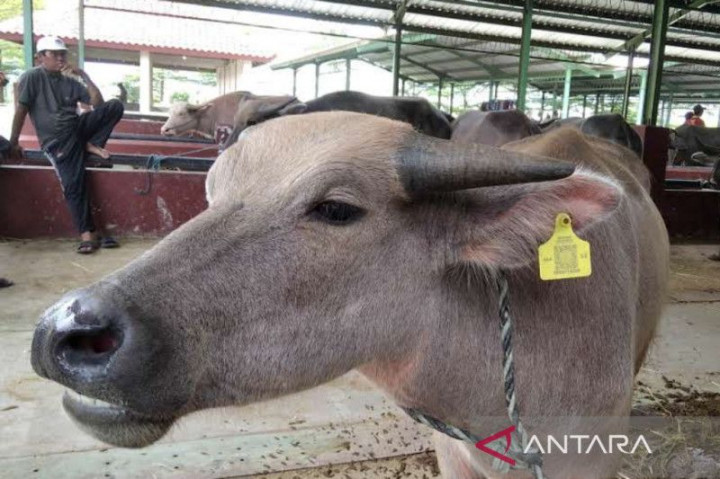 Pemkab Kudus Minta Warga Beli Hewan Kurban Dilengkapi Barcode