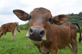 Tips Memilih Hewan Kurban yang Sehat ala Dosen UGM