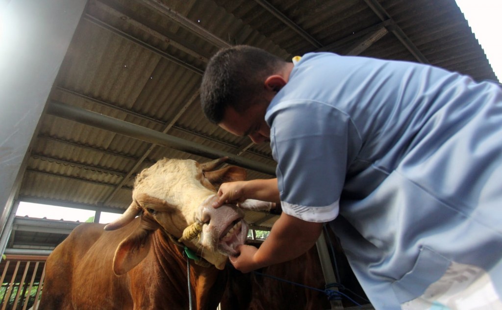 Dinas Ketahanan Pangan (DKP) Kota Tangerang melakukan pemeriksaan kesehatan hewan kurban di wilayah Cipondoh, Kota Tangerang. Medcom.id/ Hendrik Simorangkir