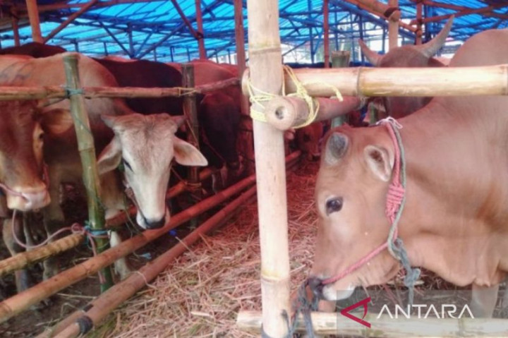 Peternak di Jabar Dihantui Cacar Sapi