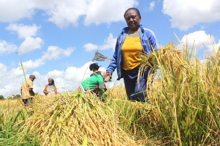 Mengenal Mangenta, Tradisi Menyambut Masa Panen Padi Suku Dayak