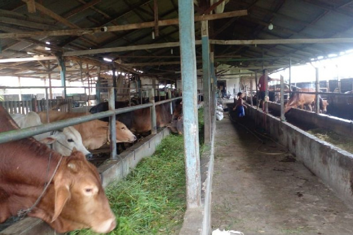 Warga Sumut Diimbau Beli Hewan Kurban yang Memiliki Surat Sehat