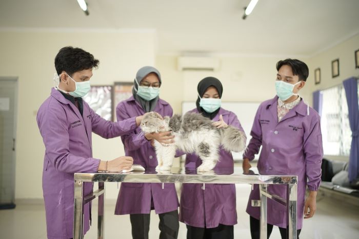 Prodi Paramedik Veteriner SV IPB, Lulusannya Dapat Kerja Sebelum Wisuda