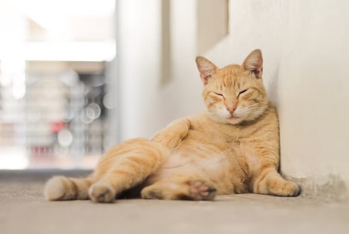 6 Trik agar Kucing Kapok BAB Sembarangan