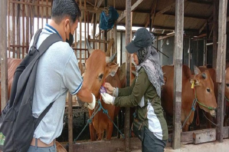 Sapi Kurban di Kota Waringin Barat Dipastikan Dalam Keadaan Sehat